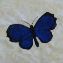 alaska butterfly quilt block